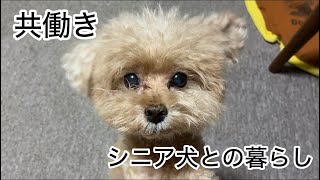素朴な日常　癒しのシニア犬との暮らし　トイプードル／パート主婦