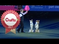 Mary Ray's Heelwork To Music Routine at Crufts 2017