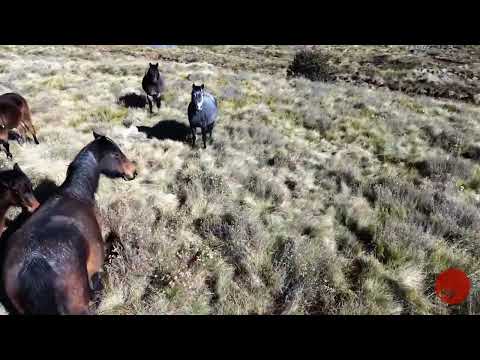 Snowy Mountain Brumbies