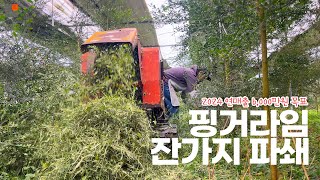 형씨네 핑거라임 잔가지 파쇄기 feat. 핑거라임 먹방 ASMR