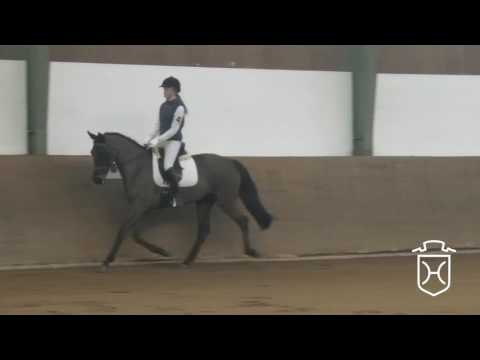 04 Holsteiner Stute von Casall - Landjunge - Caletto I