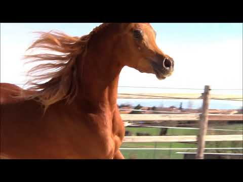 “Avalon Saphir De Lune “ WORLD TOP TEN Paris, WINNER of the FRENCH CUP