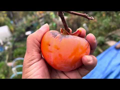 Mount Goverla Persimmon - November update