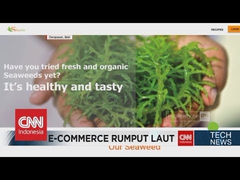 download lagu mp3 mp4 Rumput Laut, download lagu Rumput Laut gratis, unduh video klip Download Rumput Laut Mp3 dan Mp4 Unlimited Gratis