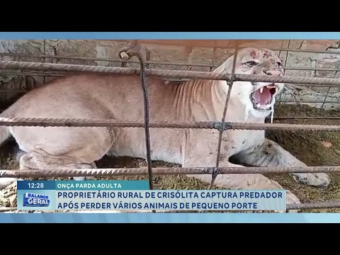 Crisólita: Produtor captura onça-parda após perder vários animais de pequeno porte.