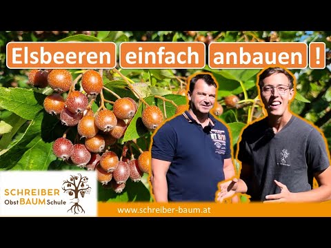 Aus diesen Früchten entsteht der teuerste Fruchtschnaps der Welt! So baust du sie effizient an!