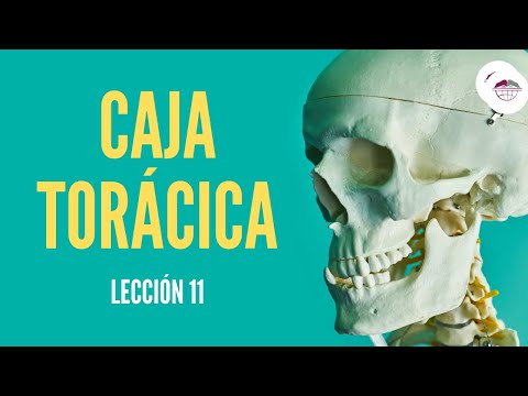 LECCIÓN 11  ESQUELETO AXIAL  ESTERNÓN Y COSTILLAS