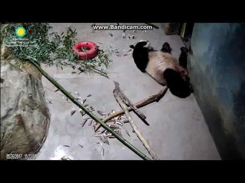 2017.05.26 POOR PAPA - WHO IS CONCERNED ABOUT HIS EMOTIONS?