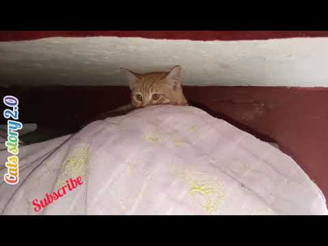 Cute Cat Robert Playing With His Food.. Funny Vedio|!!