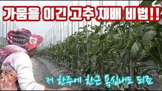 가뭄을 이겨낸 고추 재배법 그리고 총채벌레 진딧물 탄저병 관리 방법 !! 앞으로 생육!! 한주에 한근 수확하…