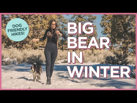 大熊湖冬季對狗友好的活動 (Dog-Friendly Things To Do in the Winter at Big Bear Lake)