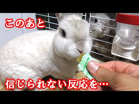 ウサギに最適なおやつ