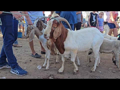 feira de caprinos e ovinos na vila jerimum taquaritinga do norte pernambuco 24/03/2024