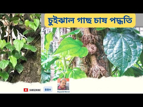 চুই ঝাল চাষ প্রণালী ও এর গুরুত্ব