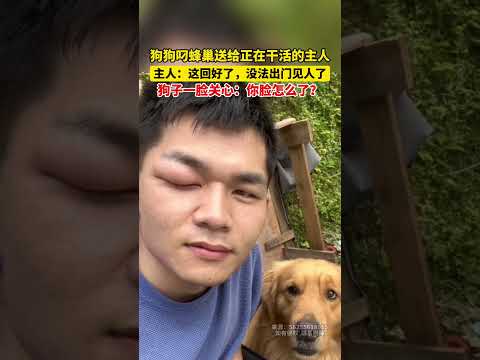 狗狗叼蜂巢送给正在干活的主人，主人：这回好了没法出门见人了