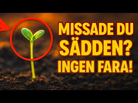 Har du missat sådden? Ingen fara! Här är vad du fortfarande kan så i juli och få skörd!