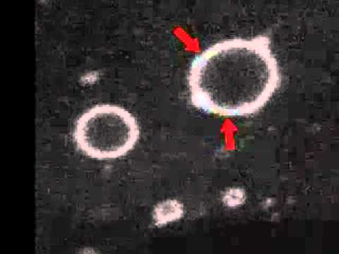 Fusão dos Endossomos