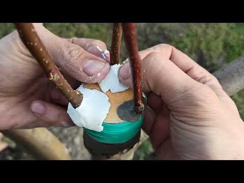 Hogyan rakják a pinwormok a tojásokat