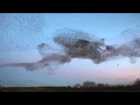 Starling Murmuration. Natomas, Sacramento, California