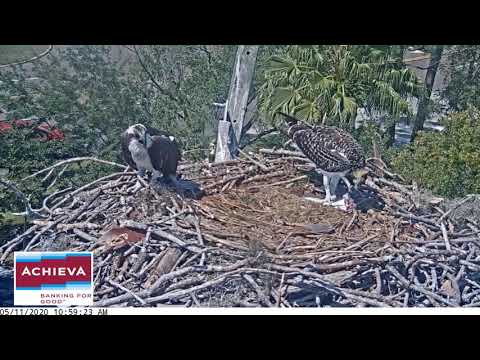 Dad brings a big fish, 5/11/20 - Achieva osprey nest