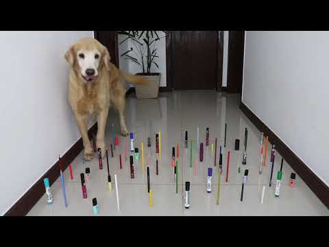 Can Your Pet Ace This Hilarious Obstacle Challenge?