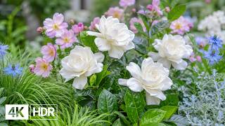 🌺 Nature’s Beautiful Blooms in 4K | A Peaceful Garden Experience