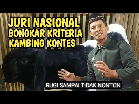 , title : 'KANG UUT - JURI NASIONAL BONGKAR KRITERIA KAMBING KONTES || Ternak kambing'