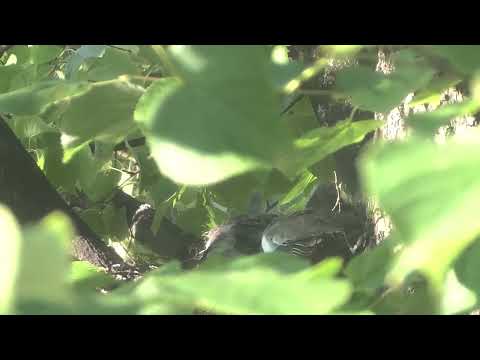 Varis yrittää tappaa sepelkyyhkyn poikaset.