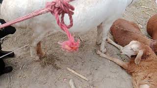 Bakra Mandi Pakistan | Dumba Mandi Pakistan | Chhatra Mandi Pakistan | Mall Maweshi Mandi Pakistan