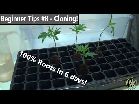 Beginner Tips #8 - CLONING! (100% roots in 6 days)