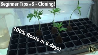 Beginner Tips #8 - CLONING! (100% roots in 6 days)