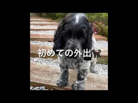 コッカースパニエルの種類