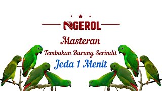 Download lagu Masteran Tembakan Burung Serindit Jeda 1 Menit mp3