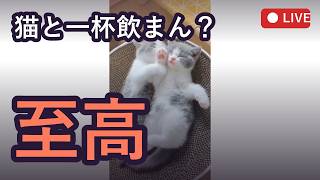 【ほろ酔い雑談】ちーやんと可愛い猫動画ば見て癒やされん？