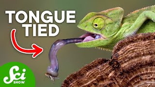 7 Animals with Really Wild Tongues
