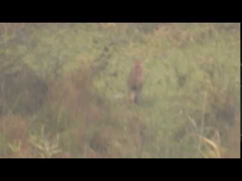 lynx 2016.10.23 Scoreiu, Olt