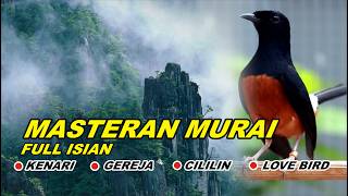 Download lagu 🔴 LIVE 11 - MASTERAN MURAI BATU FULL ISIAN TEMBAKAN, AMPUH MELATIH MURAI EMOSI BONGKAR ISIAN mp3