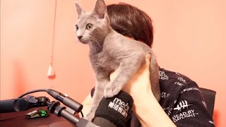連休なのでネコと恋愛相談に乗る【恋愛相談LIVE】