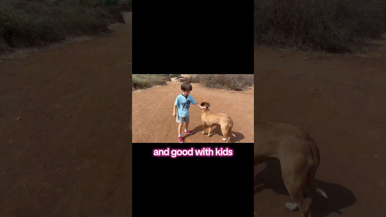 Enlarge Birdie, a Adopted mixed breed in Menifee, CA video 2/6