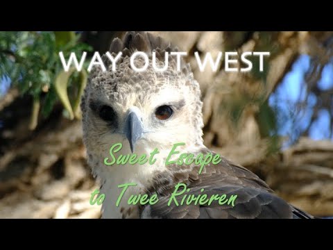 Twee Rivieren | Kgalagadi Transfrontier Park | Way Out West