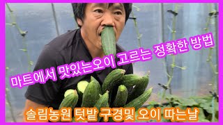 마트에서 맛있는오이 고르는 정확한 방법~솔림농원 텃밭 구경,오이따는날 고추,참외,수박,토마토,미니단호박 보우…