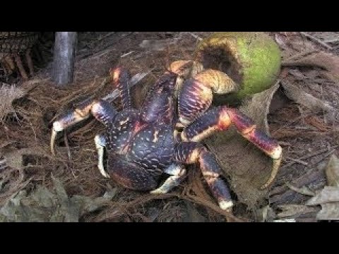 British Indian Ocean Territory – coconut crabs