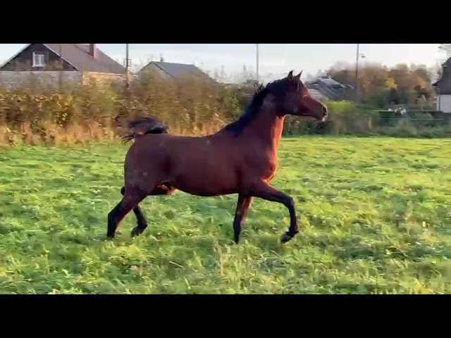 Intero Arabo In vendita 2021 Baio