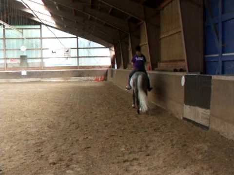 Teaching an old horse no tricks: Andrew's life in The Hague