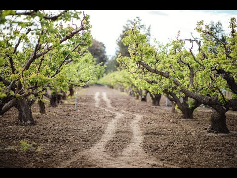 TOUR NO POMAR BERNARDES + Como proteger seu pomar de formiga e mosca da fruta