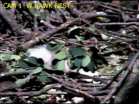 Bit's n Piece's of the Red Tail Hawk Chick today April 29, 2013