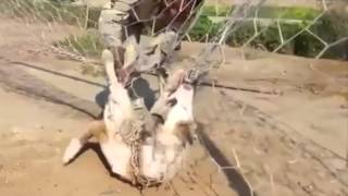 Иракский солдат спасает собаку из ловушки