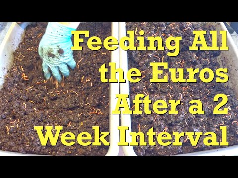 All ENC worms fed & thoughts of harvesting older bins - vermicompost
