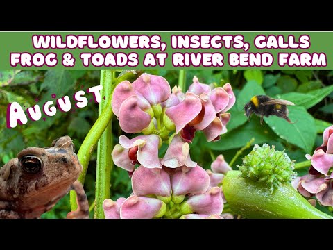 River Bend Farm August - Wildflowers, Insect, Galls, Toads, Frog & Mushrooms 