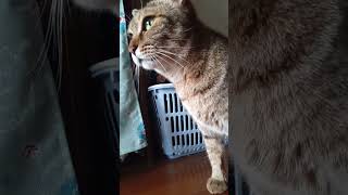 用事がおわり、家から出たい時だけ鳴いて呼ぶ猫さん。 #猫 #shorts